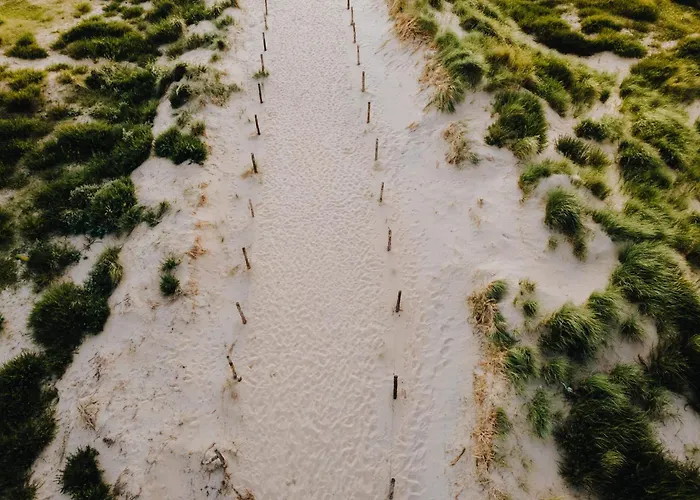 The Pine Tree Zandvoort